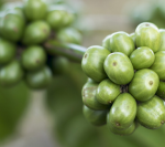 ESPRESSO COFFEE BEAN