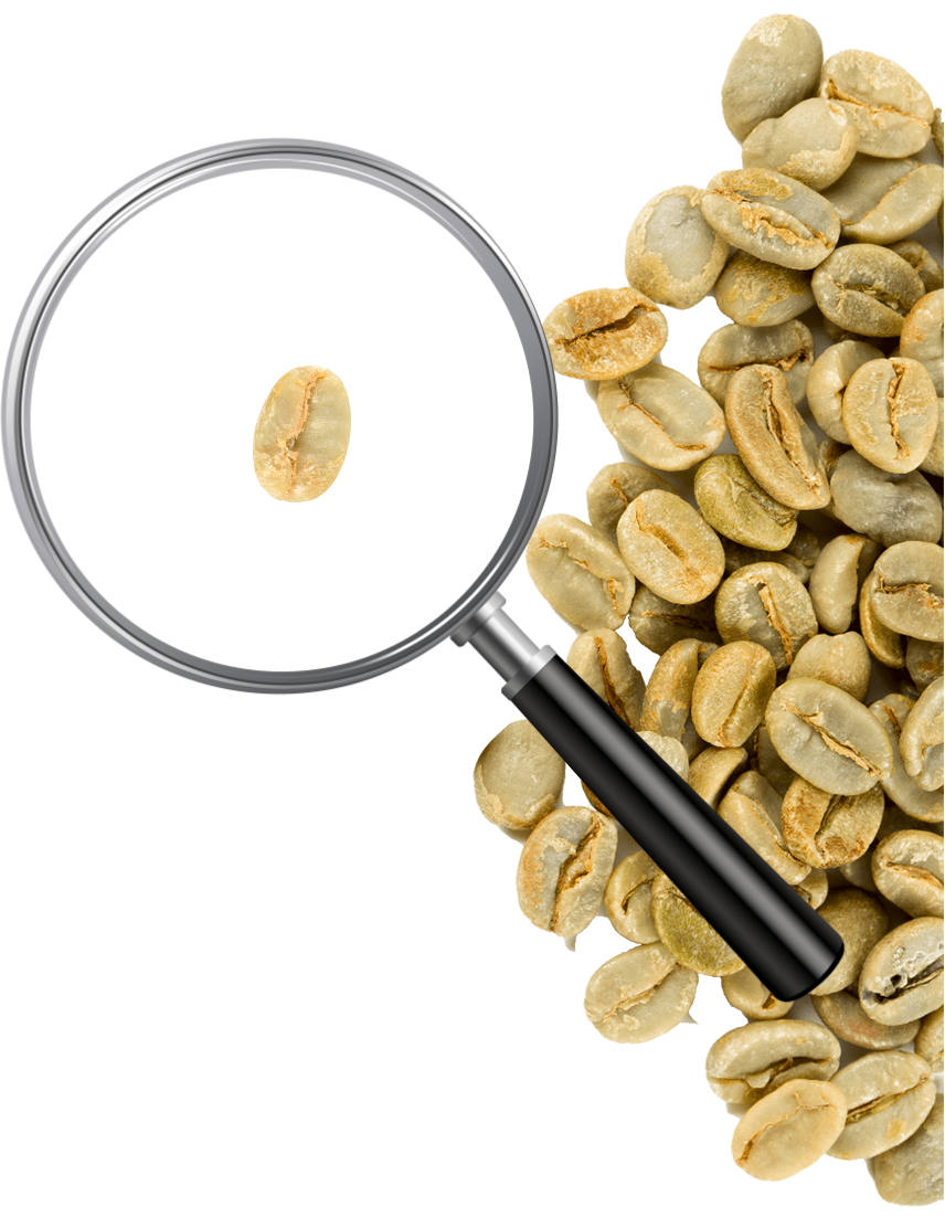 coffee bean 2
